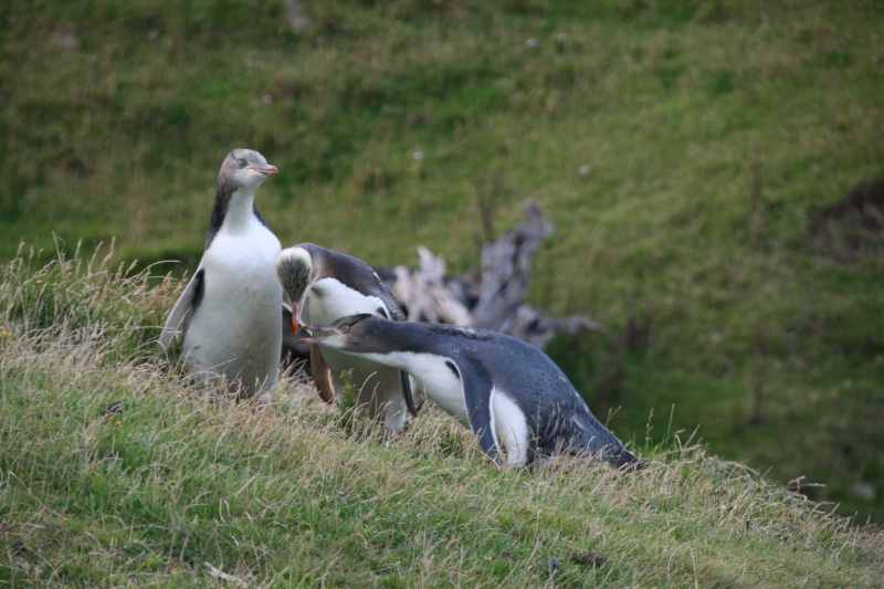 Nieuw-Zeeland 2011 - 2050